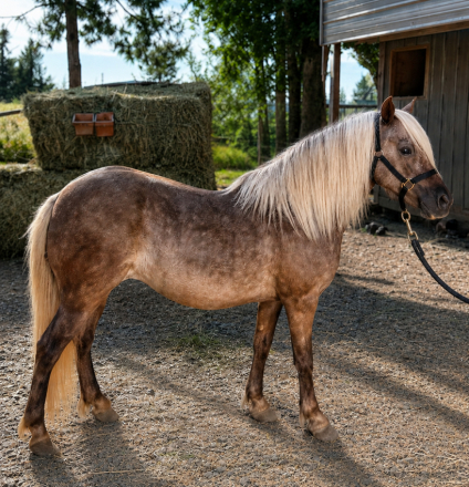 HorseID: 2315537 Ladybug - PhotoID: 1101661