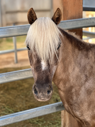 HorseID: 2315537 Ladybug - PhotoID: 1101662