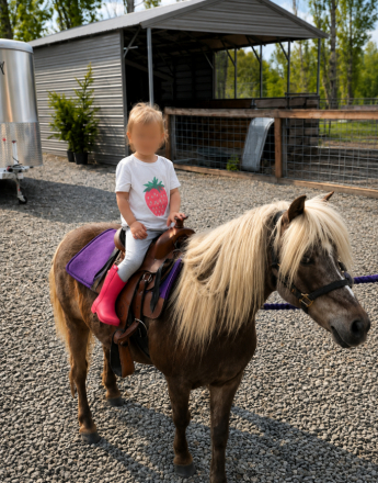 HorseID: 2315537 Ladybug - PhotoID: 1101663