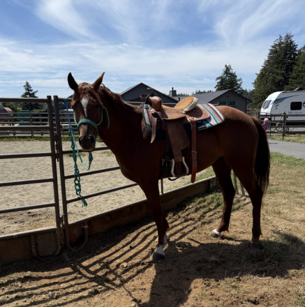 HorseID: 2315538 Sadie - PhotoID: 1101665
