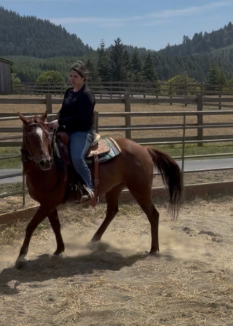 HorseID: 2315538 Sadie - PhotoID: 1101666