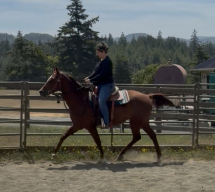 HorseID: 2315538 Sadie - PhotoID: 1101667