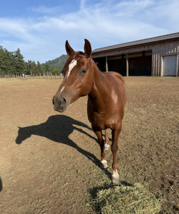 HorseID: 2315538 Sadie - PhotoID: 1101668
