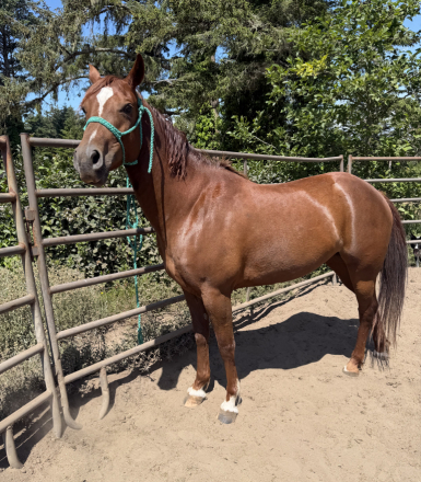 HorseID: 2315538 Sadie - PhotoID: 1101669