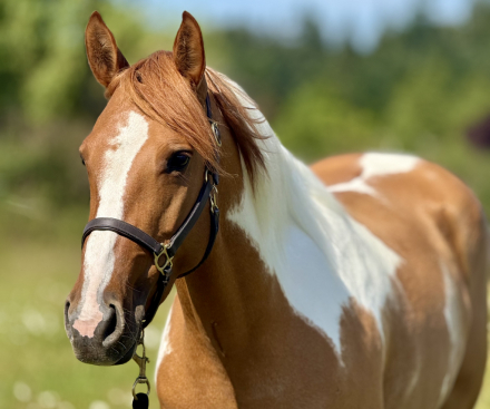 HorseID: 2315544 Ladybug - PhotoID: 1101678