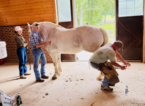 HorseID: 2315545 Lonnie - PhotoID: 1101680