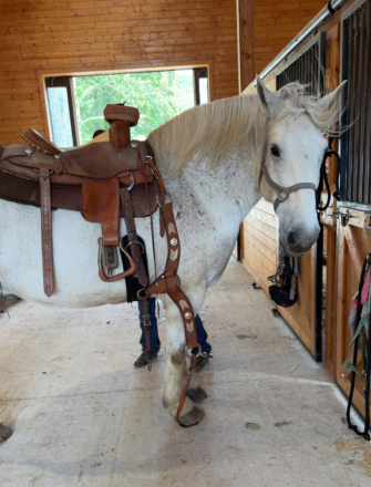 HorseID: 2315545 Lonnie - PhotoID: 1101681