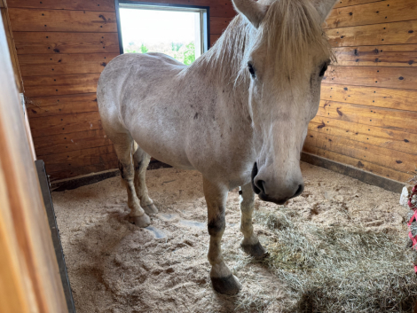 HorseID: 2315545 Lonnie - PhotoID: 1101682
