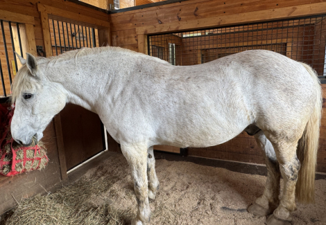 HorseID: 2315545 Lonnie - PhotoID: 1101683