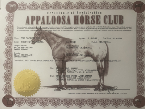 HorseID: 2315547 THE COOLEST EGO - PhotoID: 1101687