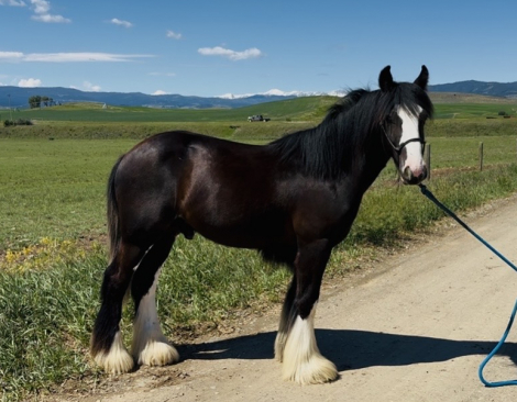HorseID: 2315554 King Mac's Wild Heart - PhotoID: 1101691