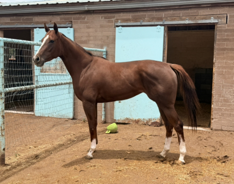 HorseID: 2315556 Insistent - PhotoID: 1101692