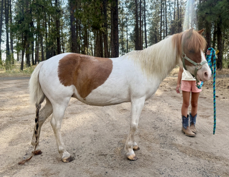 HorseID: 2315558 Chili - PhotoID: 1101694