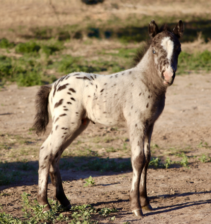 HorseID: 2315560 PPF PLATINUM PEYOTE - PhotoID: 1101696