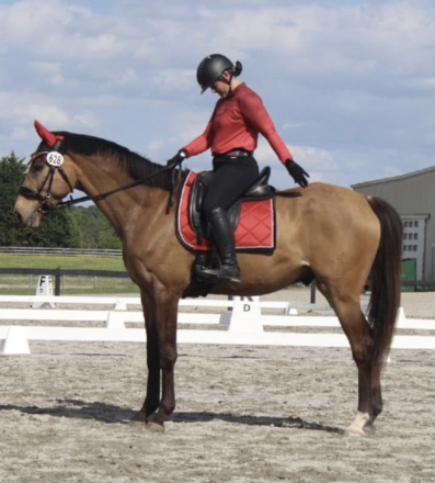HorseID: 2315562 Goldschlager SPF - PhotoID: 1101700