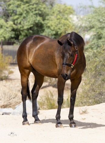 HorseID: 2315566 Gato Siciliano - PhotoID: 1101703