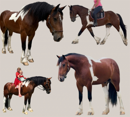 HorseID: 2315573 Budweiser - PhotoID: 1101710