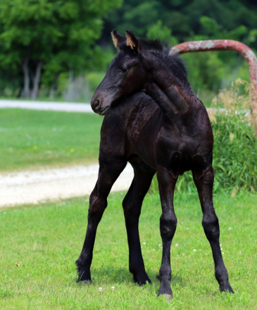 HorseID: 2315575 Smoketown Vinnie - PhotoID: 1101711