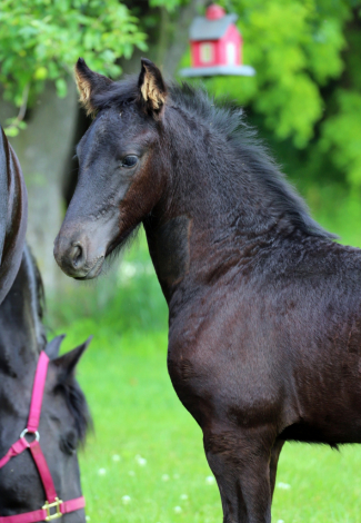 HorseID: 2315575 Smoketown Vinnie - PhotoID: 1101712