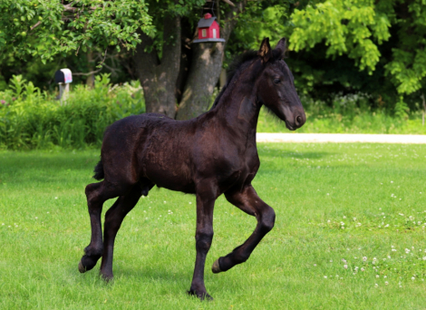 HorseID: 2315575 Smoketown Vinnie - PhotoID: 1101713