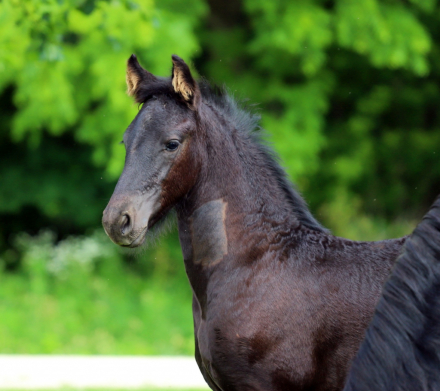 HorseID: 2315575 Smoketown Vinnie - PhotoID: 1101714