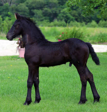 HorseID: 2315575 Smoketown Vinnie - PhotoID: 1101715