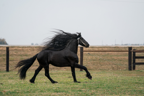 HorseID: 2315575 Smoketown Vinnie - PhotoID: 1101716