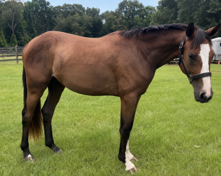 HorseID: 2315578 Alibi d’Avalon - PhotoID: 1101719