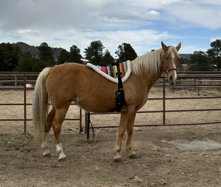 HorseID: 2315580 Solar Flair - PhotoID: 1101720