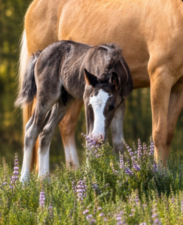 HorseID: 2315584 Cosmo - PhotoID: 1101724