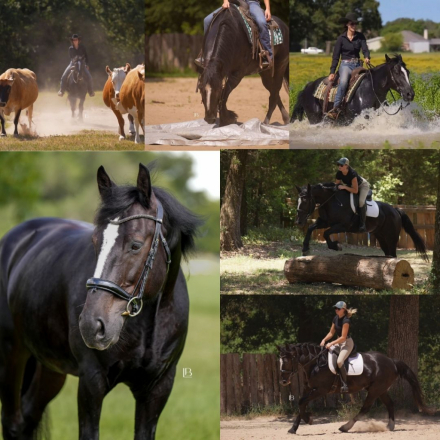 HorseID: 2315585 Broghans Black Knight - PhotoID: 1101725
