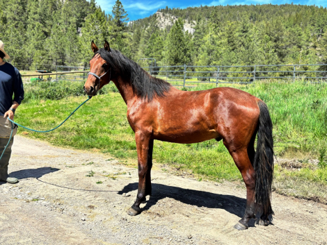HorseID: 2315587 Indigo Vista da Serra - PhotoID: 1101726
