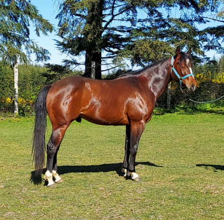 HorseID: 2315588 SS ACERS OF RICHES - PhotoID: 1101727