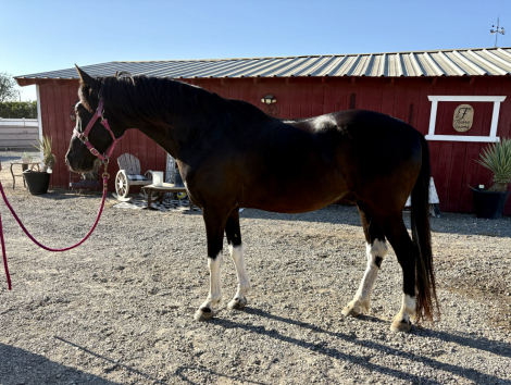 HorseID: 2315591 Chocolate Chip - PhotoID: 1101736