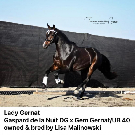 HorseID: 2315602 Lady Grenat - PhotoID: 1101774