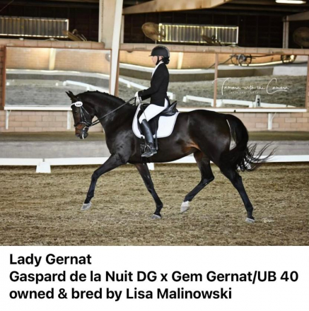 HorseID: 2315602 Lady Grenat - PhotoID: 1101871