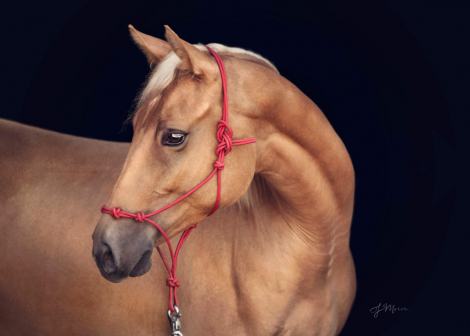 HorseID: 2315603 NCSU Sparkle N Shine - PhotoID: 1101732