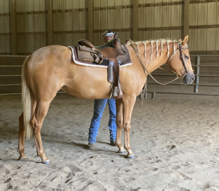 HorseID: 2315603 NCSU Sparkle N Shine - PhotoID: 1101734