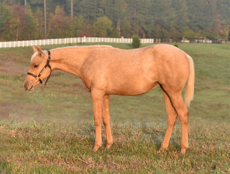 HorseID: 2315603 NCSU Sparkle N Shine - PhotoID: 1101735