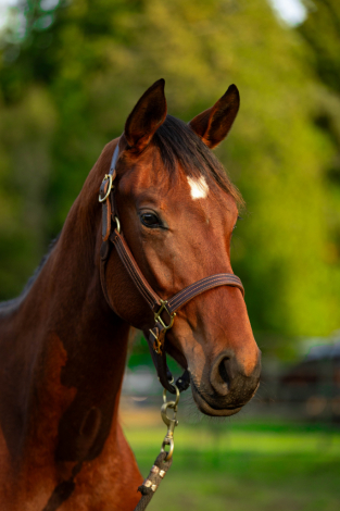 HorseID: 2315605 Fleur de Lis - PhotoID: 1101737