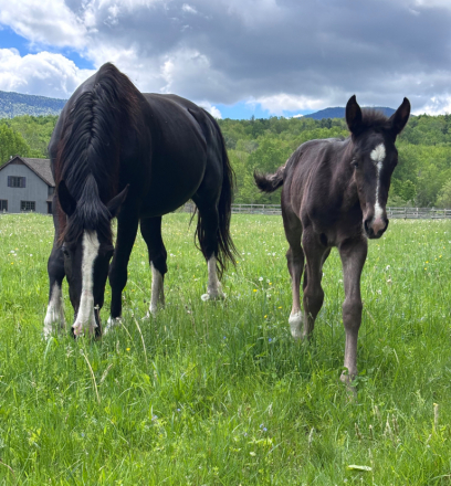 HorseID: 2315608 MIS Moving Gal - PhotoID: 1101738