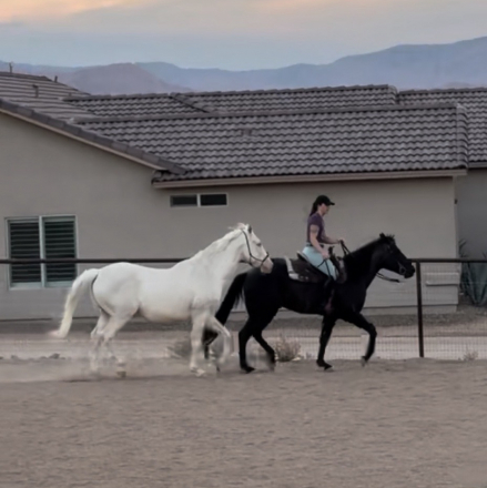 HorseID: 2315611 J Heart Texas Sage - PhotoID: 1101744