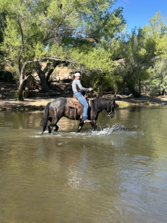 HorseID: 2315611 J Heart Texas Sage - PhotoID: 1101745