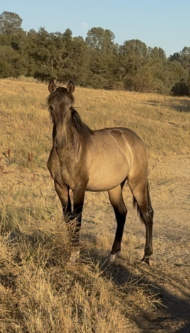 HorseID: 2315613 Perseus - PhotoID: 1101747