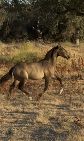 HorseID: 2315613 Perseus - PhotoID: 1101748
