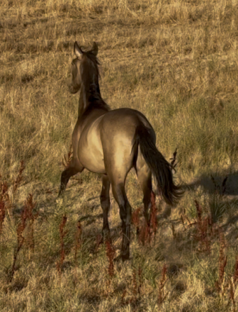 HorseID: 2315613 Perseus - PhotoID: 1101749