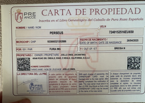 HorseID: 2315613 Perseus - PhotoID: 1101750