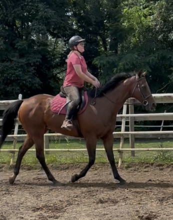 HorseID: 2315620 Westshore Road - PhotoID: 1101752
