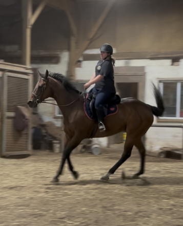 HorseID: 2315620 Westshore Road - PhotoID: 1101753