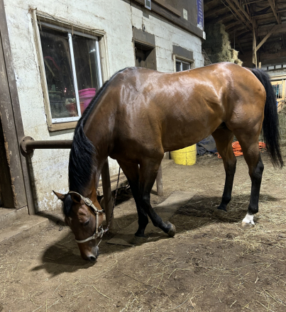 HorseID: 2315620 Westshore Road - PhotoID: 1101754